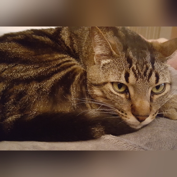 Live show Flyer- LIKE TO BE NOTIFIED WHEN I GO LIVEABSOLUTELY NO CANCELLATIONS!! - Picture 3 of 13